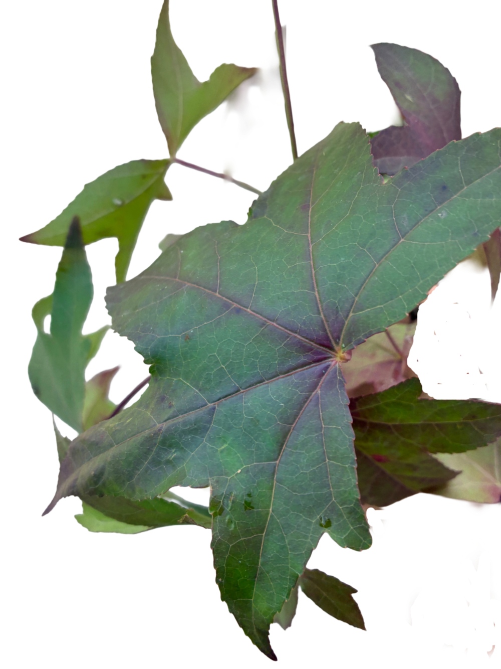 Amberboom | Liquidambar styraciflua
