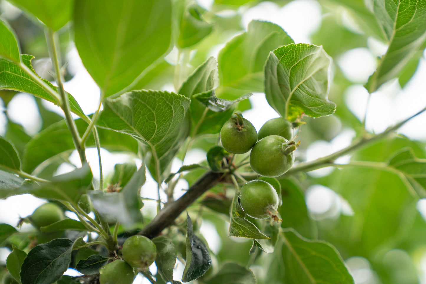 Sierappel 'John Downie' | Malus 'John Downie'
