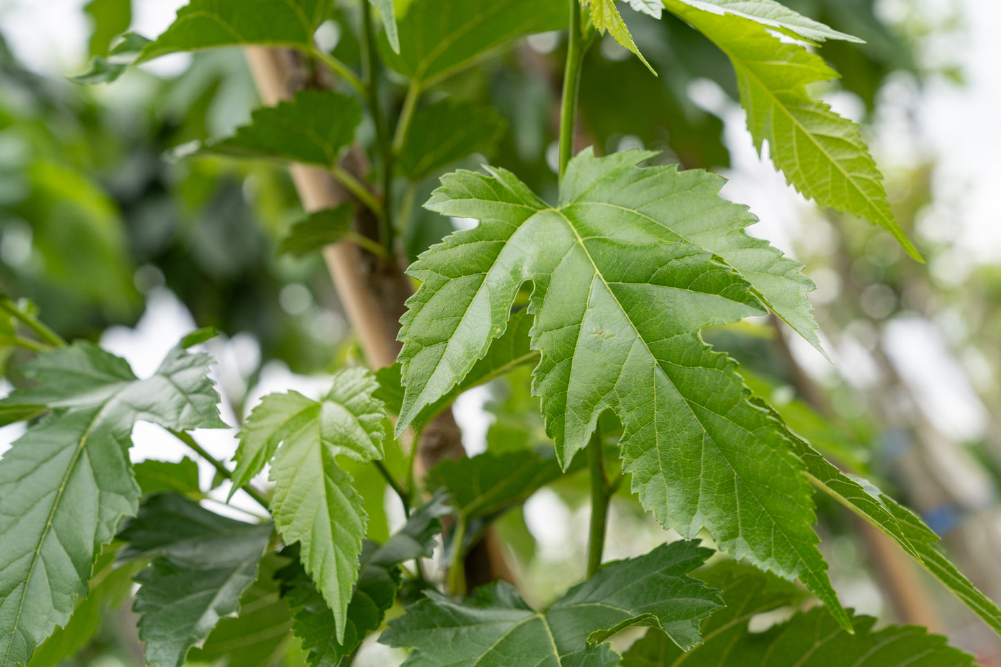 Vruchtloze Witte Moerbei | Morus alba 'Fruitless'