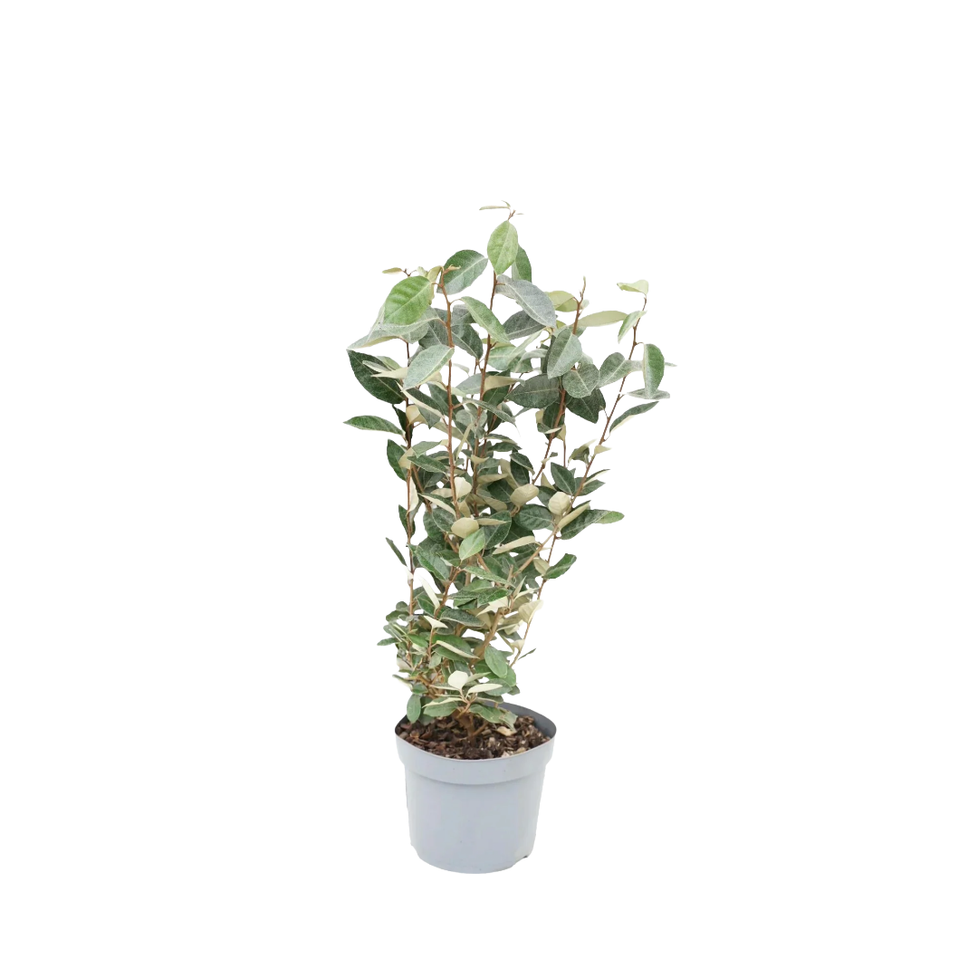 Olijfwilg | Elaeagnus ebbingei