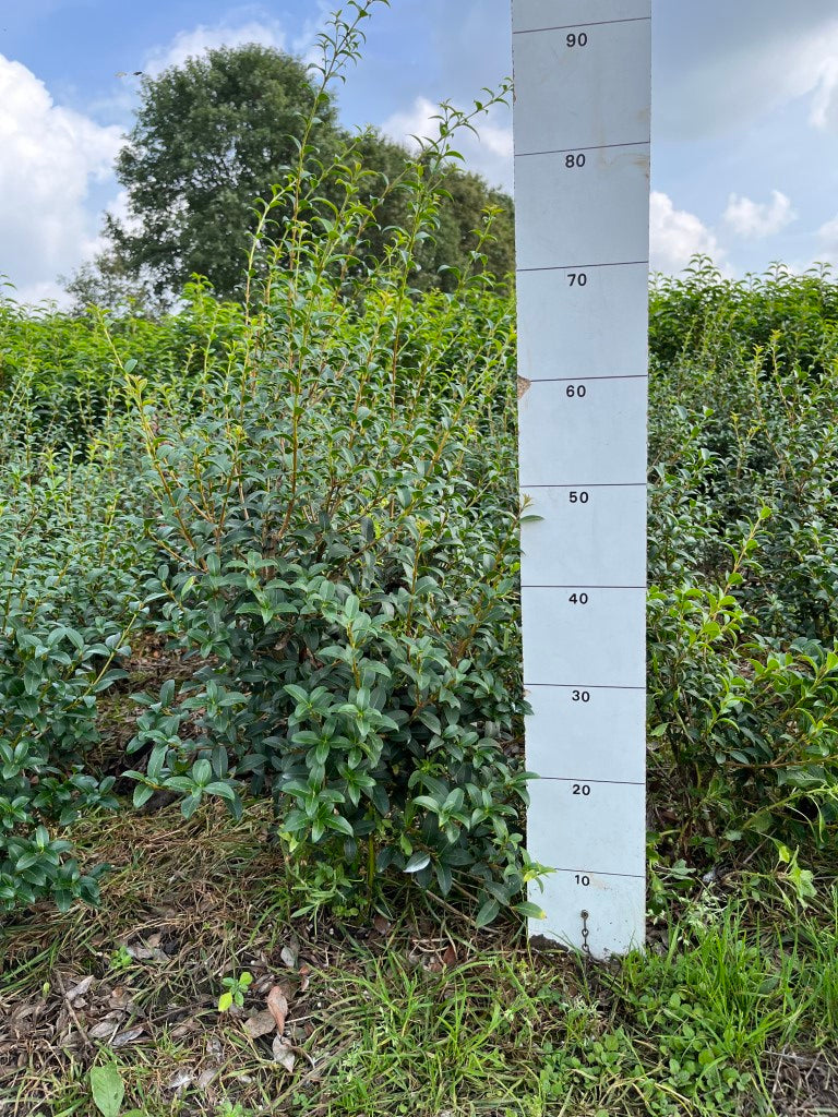 Schijnhulst | Osmanthus burkwoodii