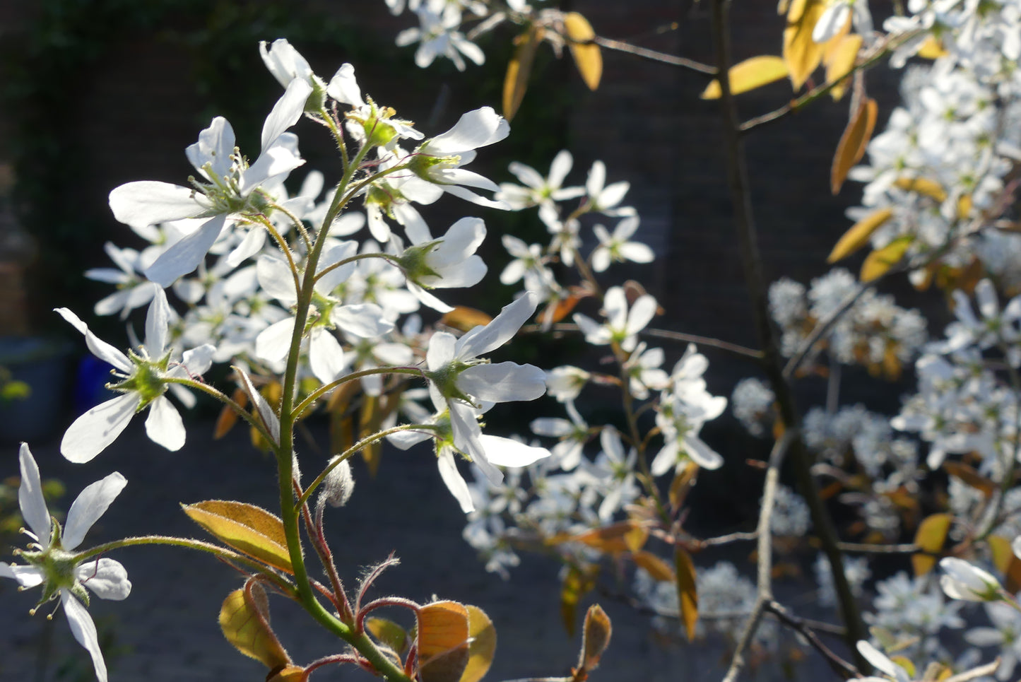 Krentenboom | Amelanchier lamarckii