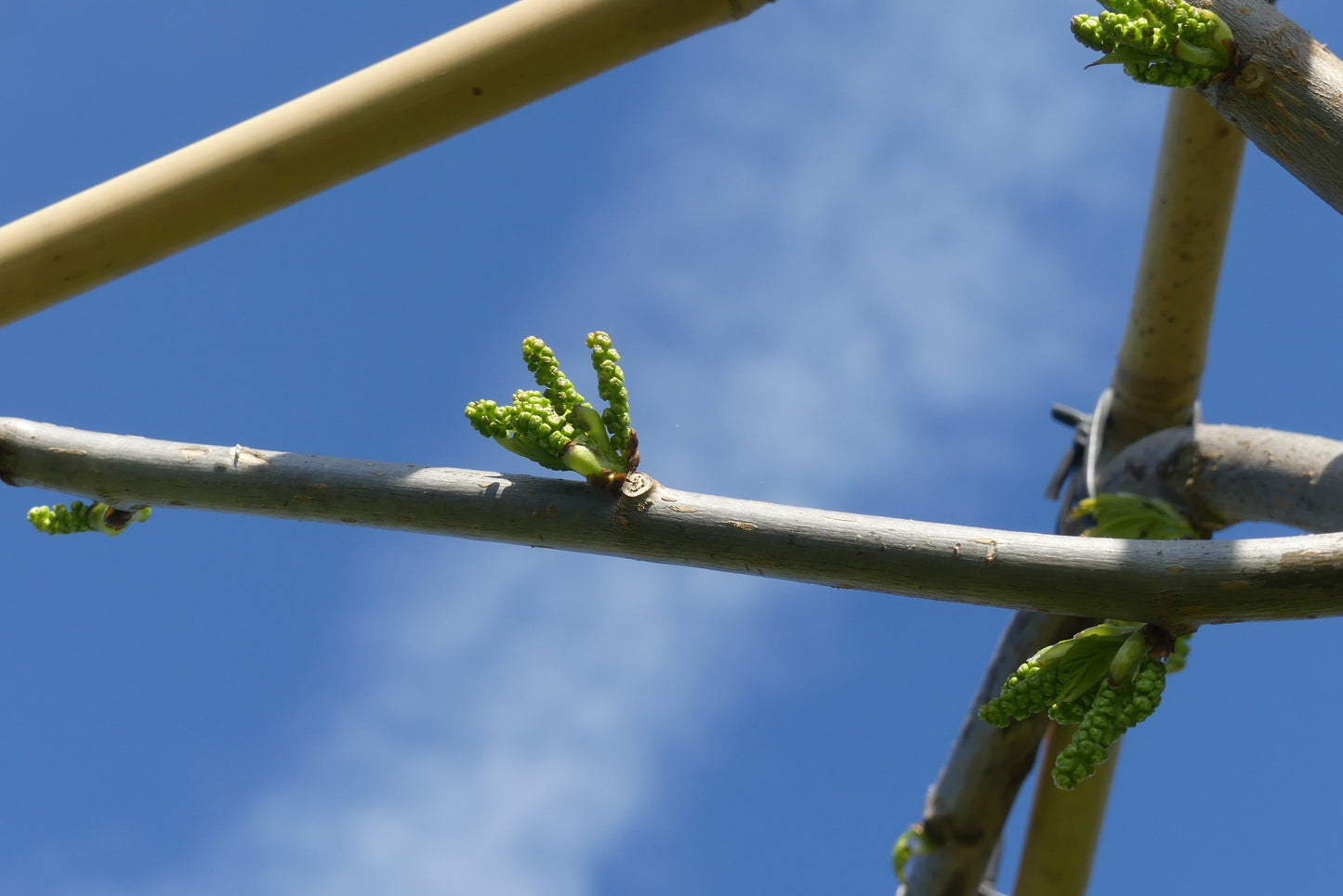 Dak moerbei | Morus alba fruitless