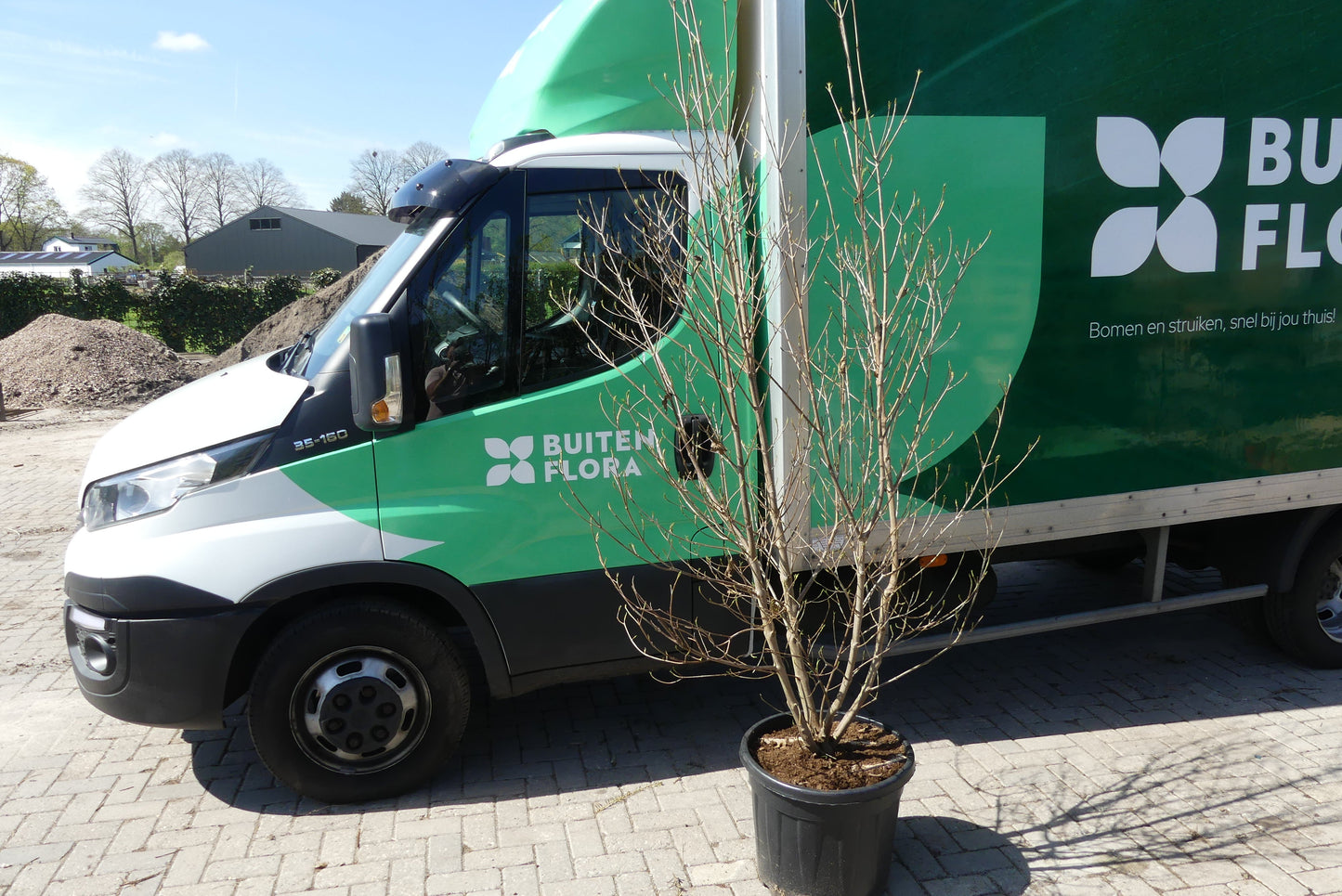 Japanse Kornoelje | Cornus kousa