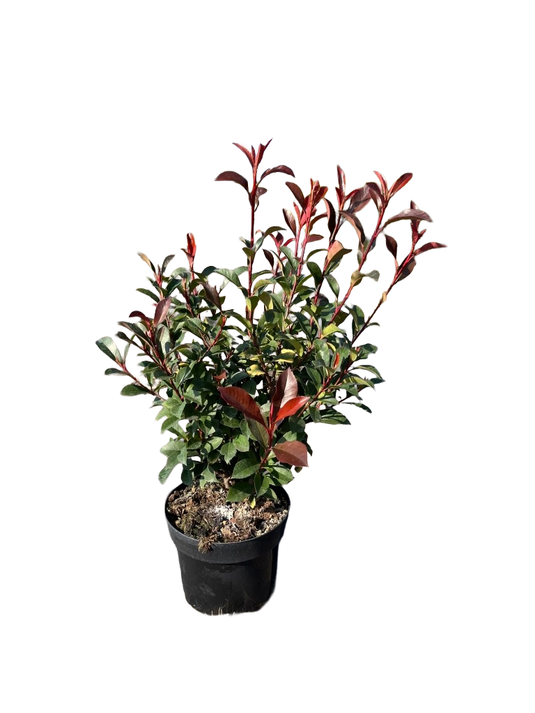 Photinia fraseri 'Carré Rouge' | Glansmispel