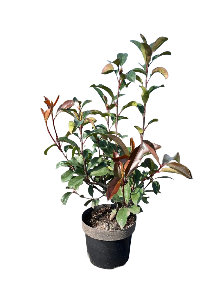 Photinia fraseri 'Red Robin' | Glansmispel