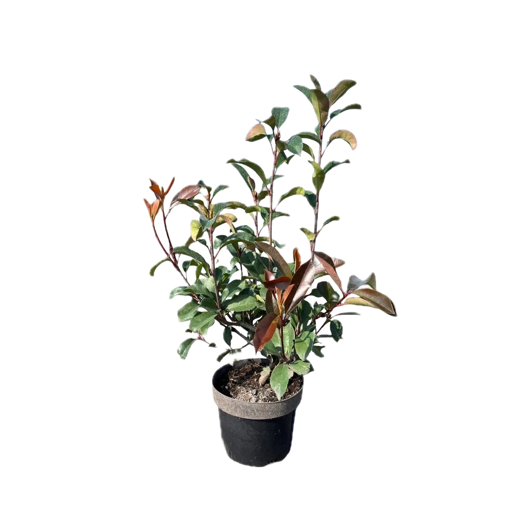 Photinia fraseri 'Red Robin' | Glansmispel