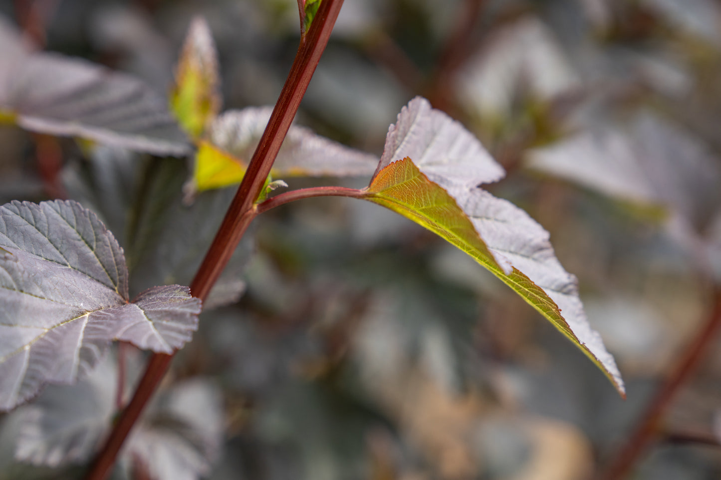 Blaasspirea | Physocarpus opulif. 'Diabolo'