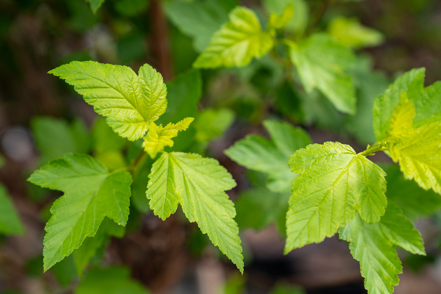 Blaasspirea | Physocarpus opulif. 'Luteus'