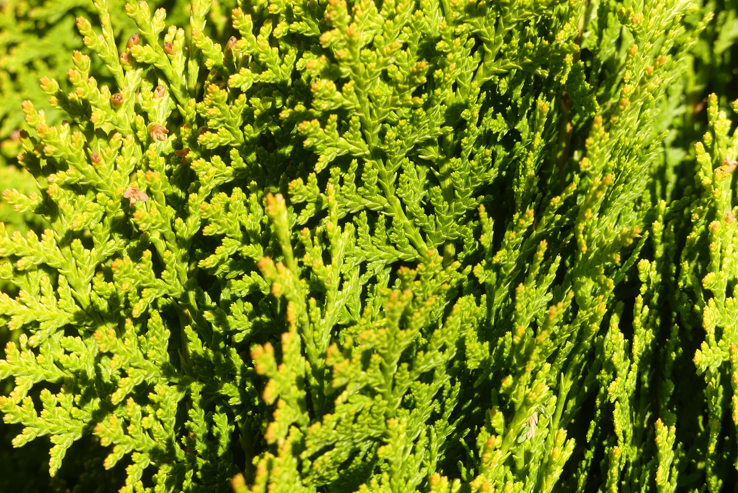 Levensboom | Platycladus orientalis 'Aurea Nana'