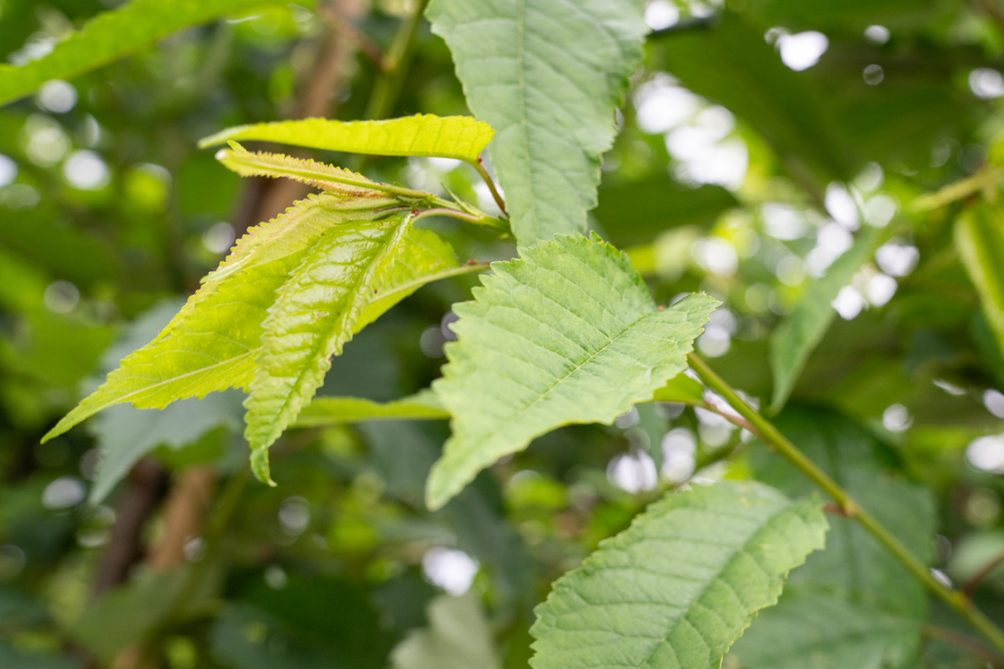 Wilde Kers | Prunus avium