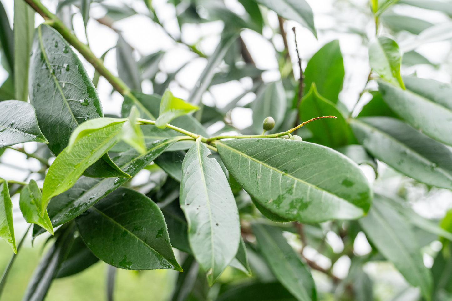 Laurier | Prunus l. 'Caucasica'