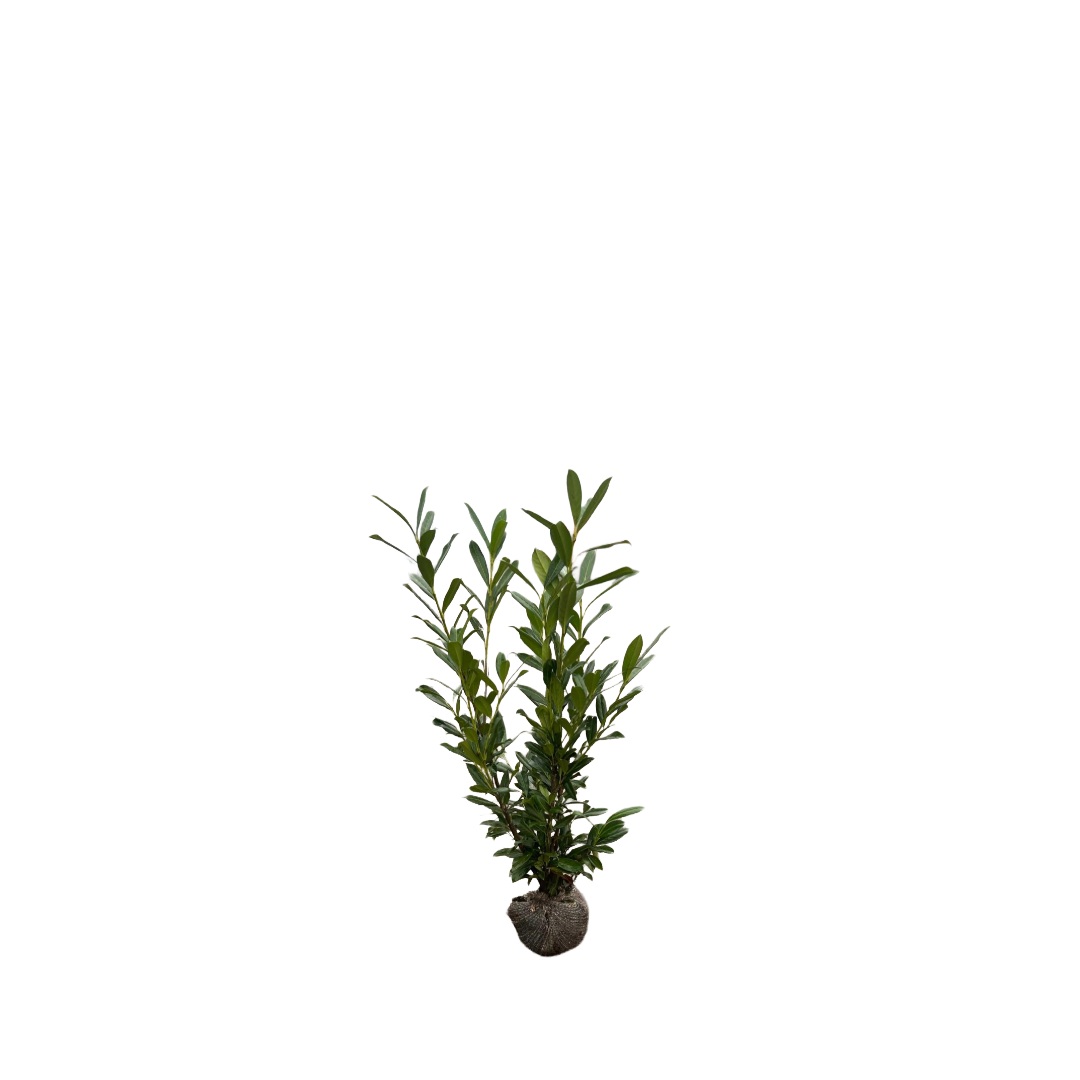Laurierhaag | Prunus laurocerasus 'Caucasica'