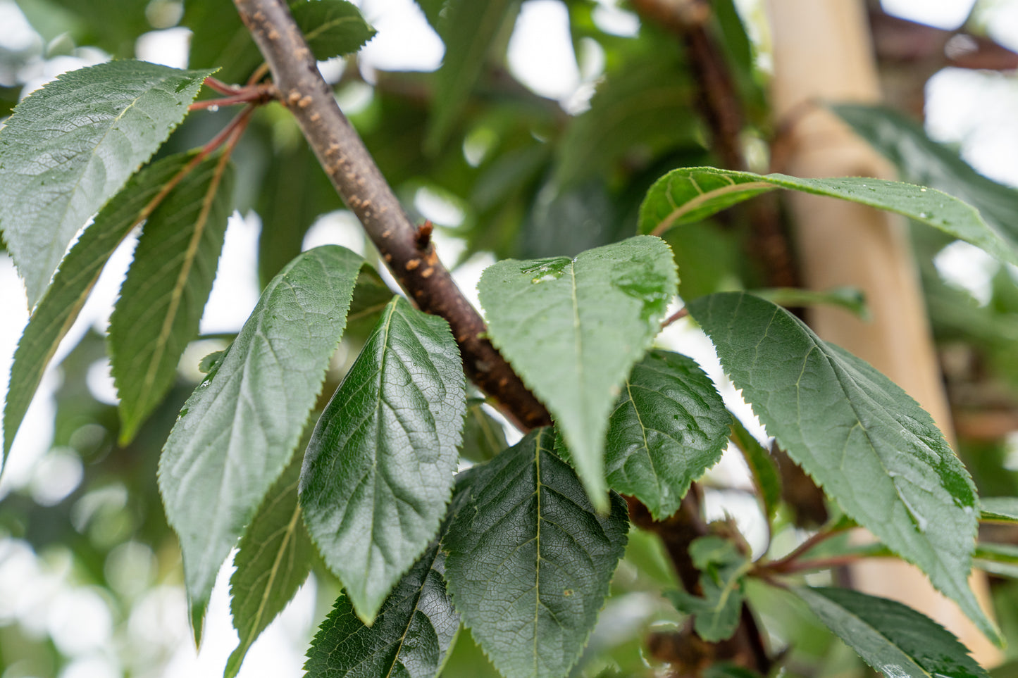Tibetaanse Sierkers | Prunus serrula