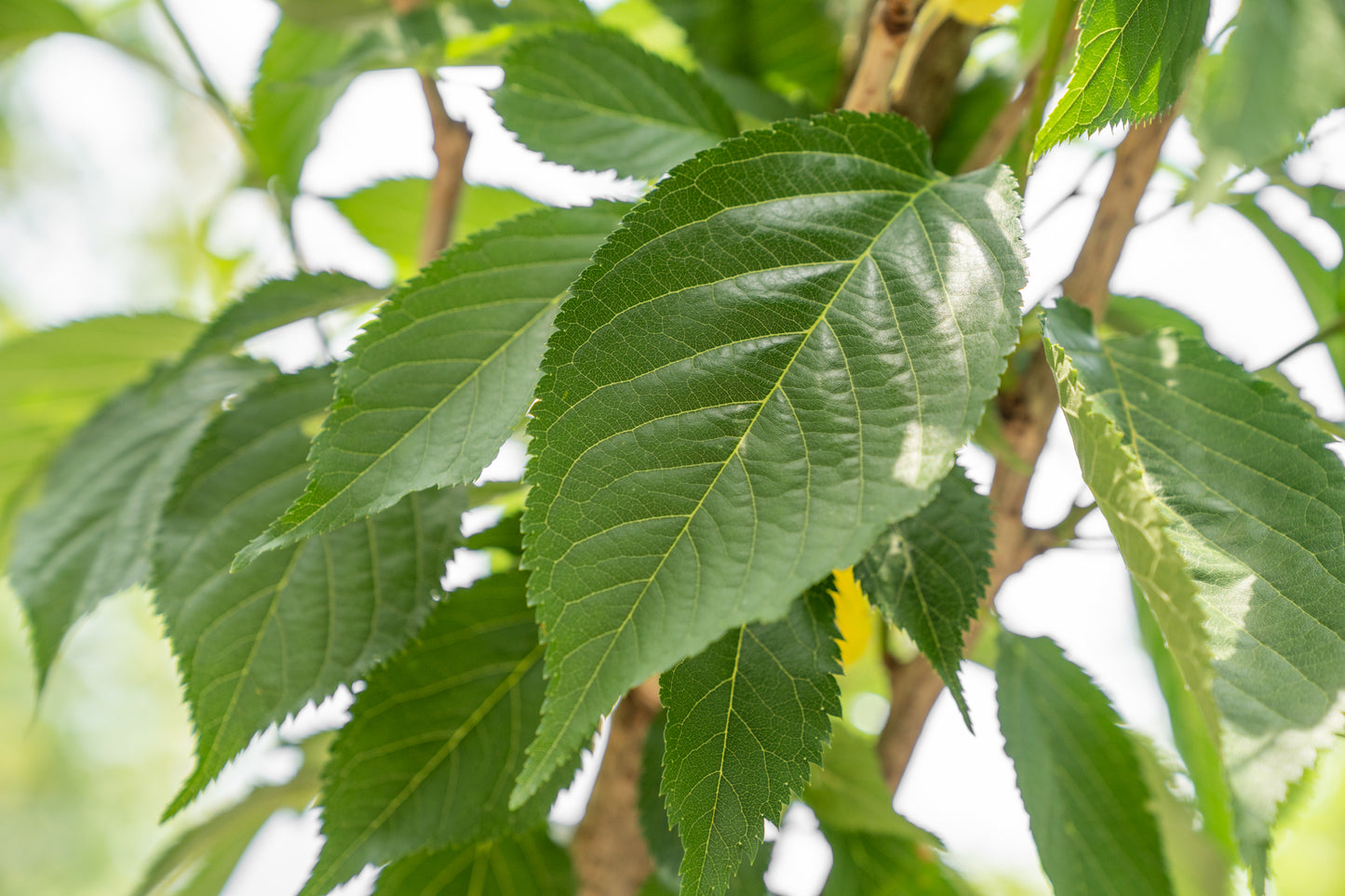 Japanse Sierkers 'Kanzan' | Prunus serrulata 'Kanzan'