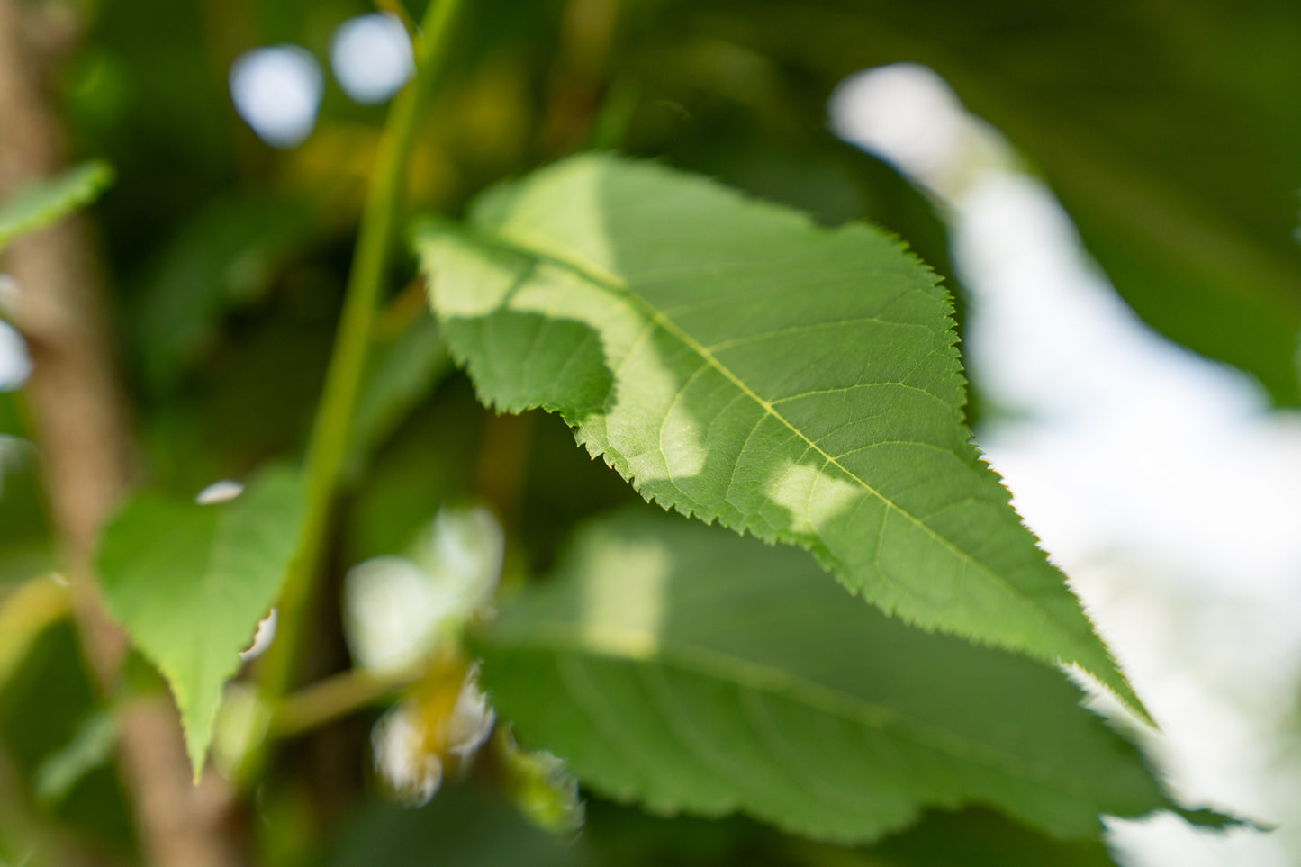 Japanse Sierkers 'Sunset Boulevard' | Prunus serrulata 'Sunset Boulevard'