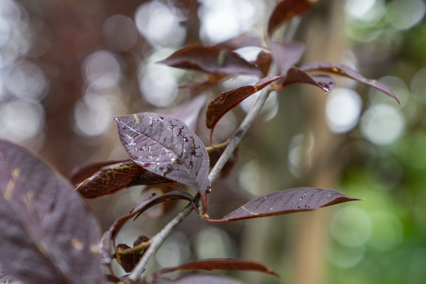 Canadese Vogelkers | Prunus virginiana 'Canada Red'