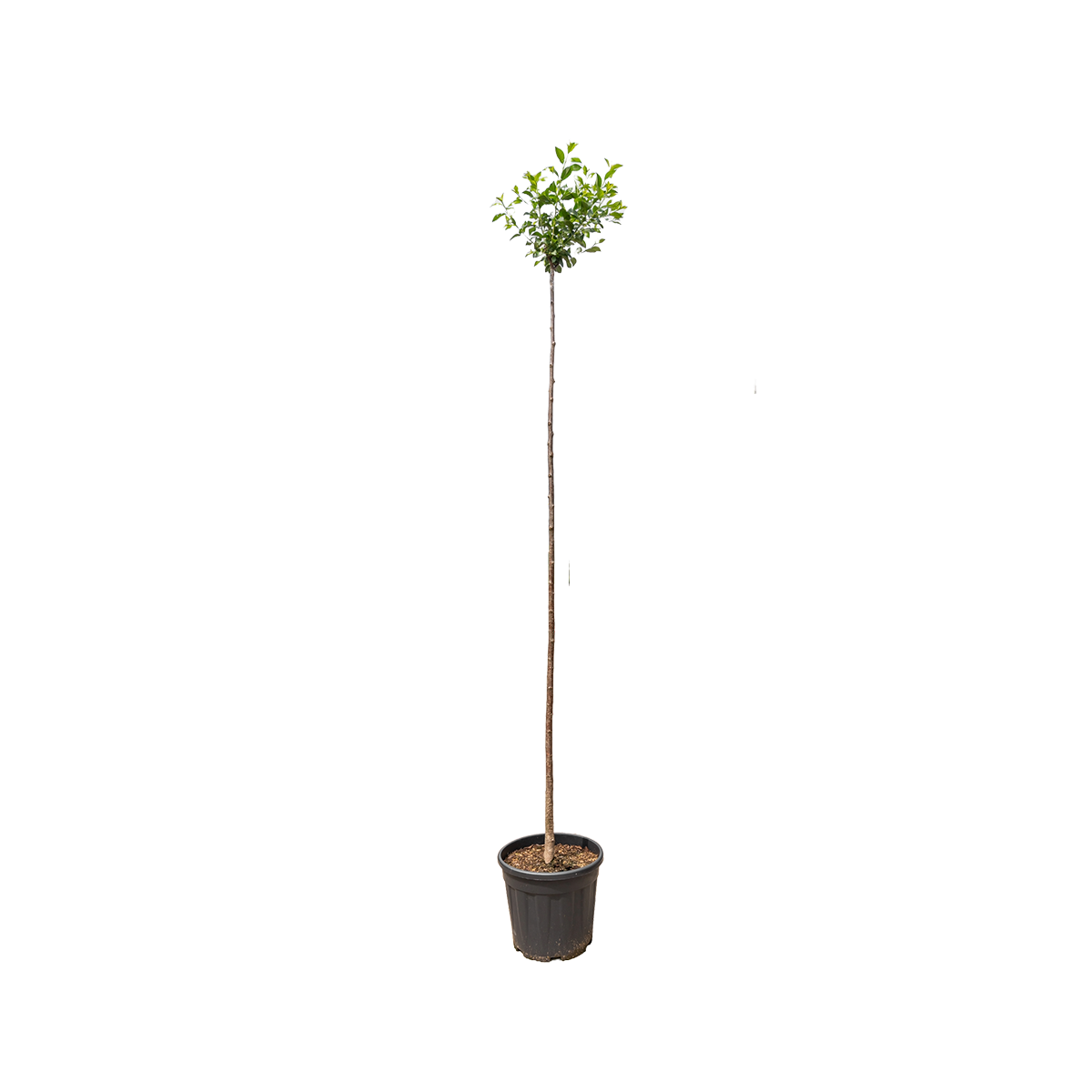 Bolprunus Sierkers | Prunus serrula 'Umbraculifera'