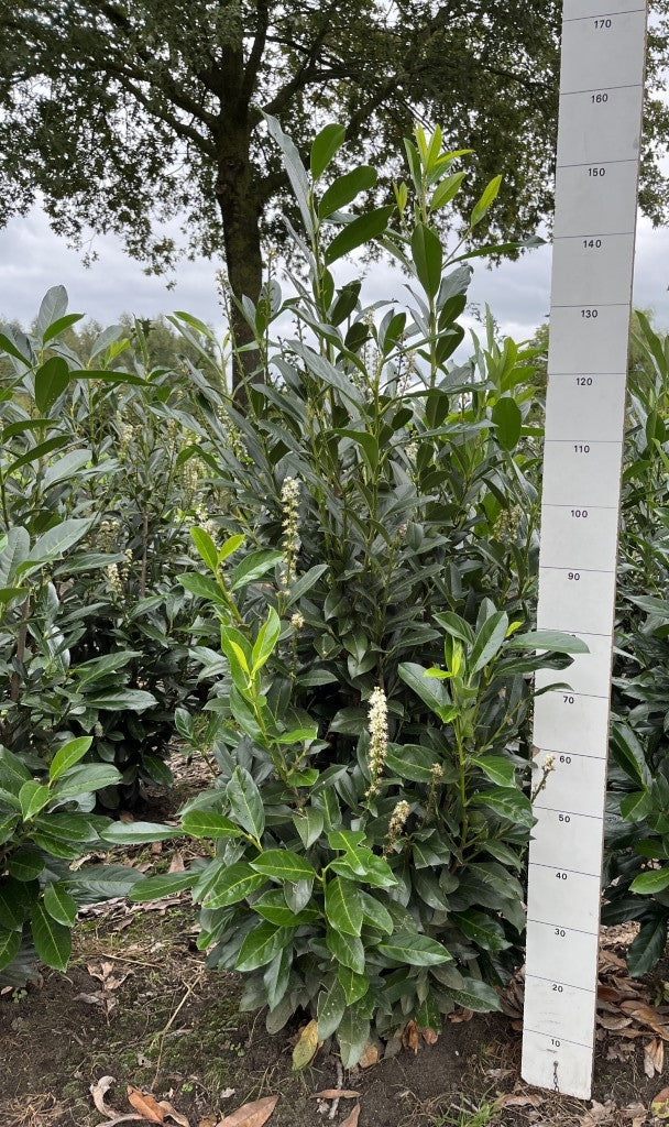 Laurier | Prunus laurocerasus 'Elly'