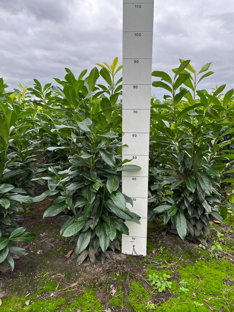 Prunus laurocerasus 'Genolia'