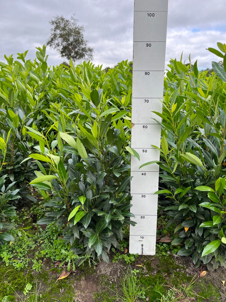 Laurier | Prunus laurocerasus 'Herbergii'