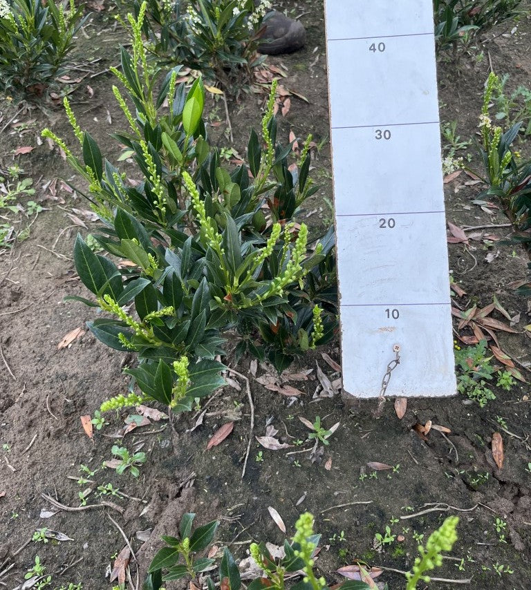 Laurier | Prunus laurocerasus 'Otto Luyken'