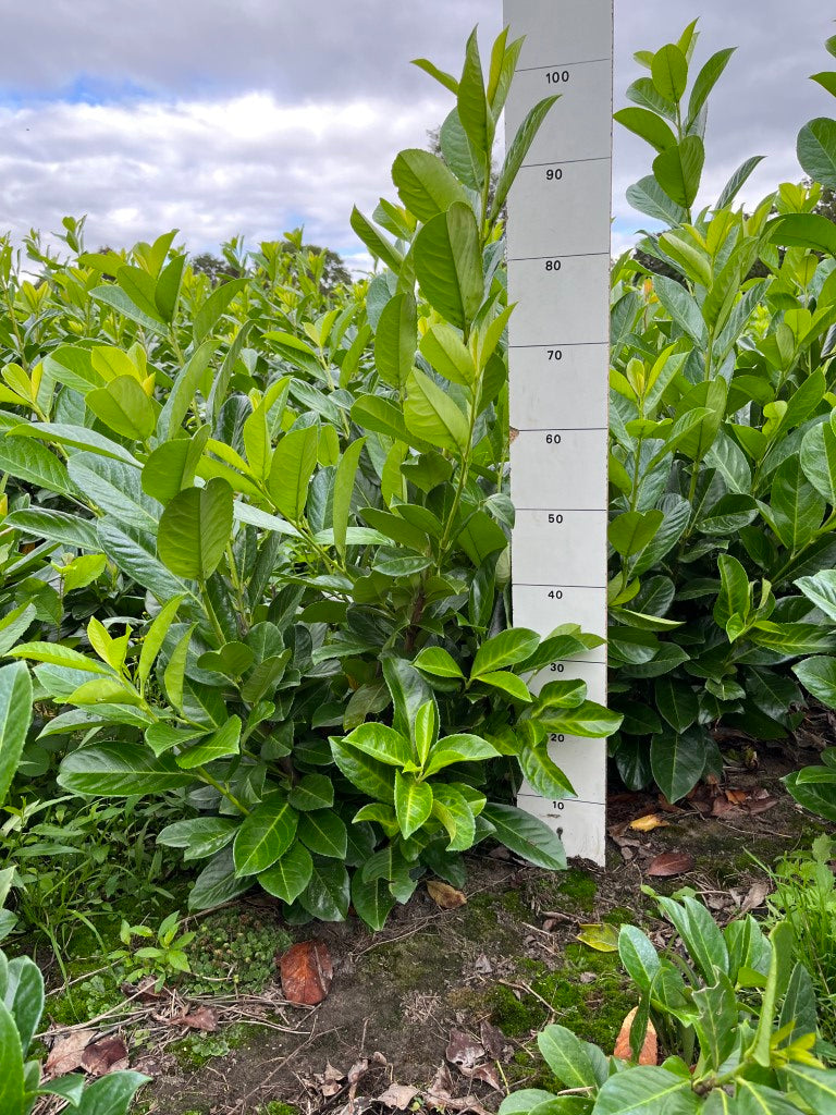 Laurierhaag | Prunus laurocerasus 'Rotundifolia'