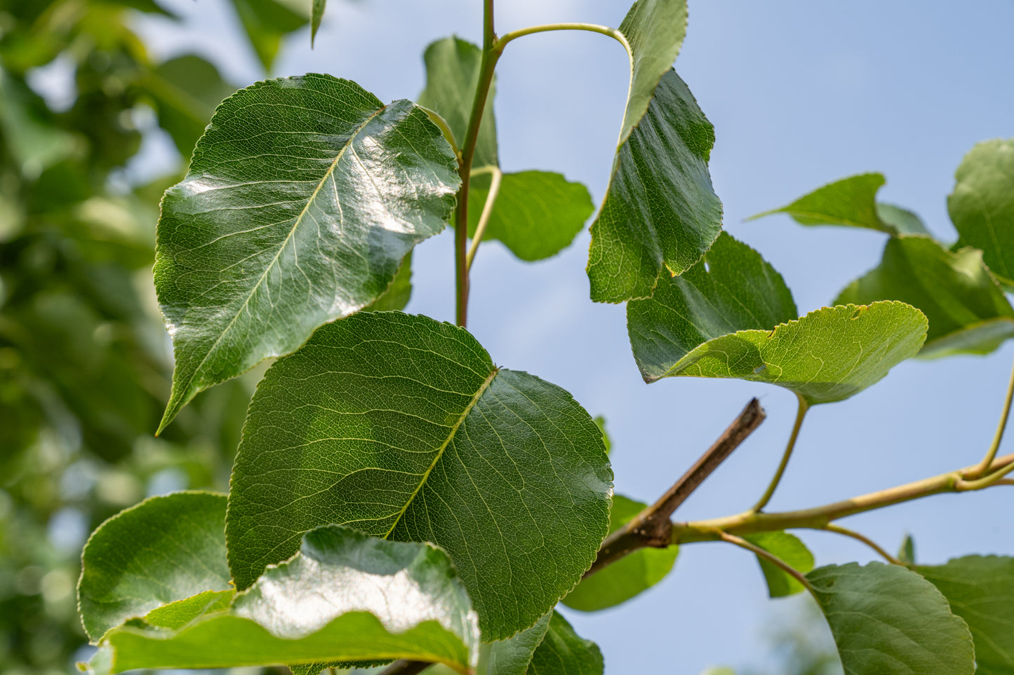 Sierpeer| Pyrus calleryana 'Chanticleer'