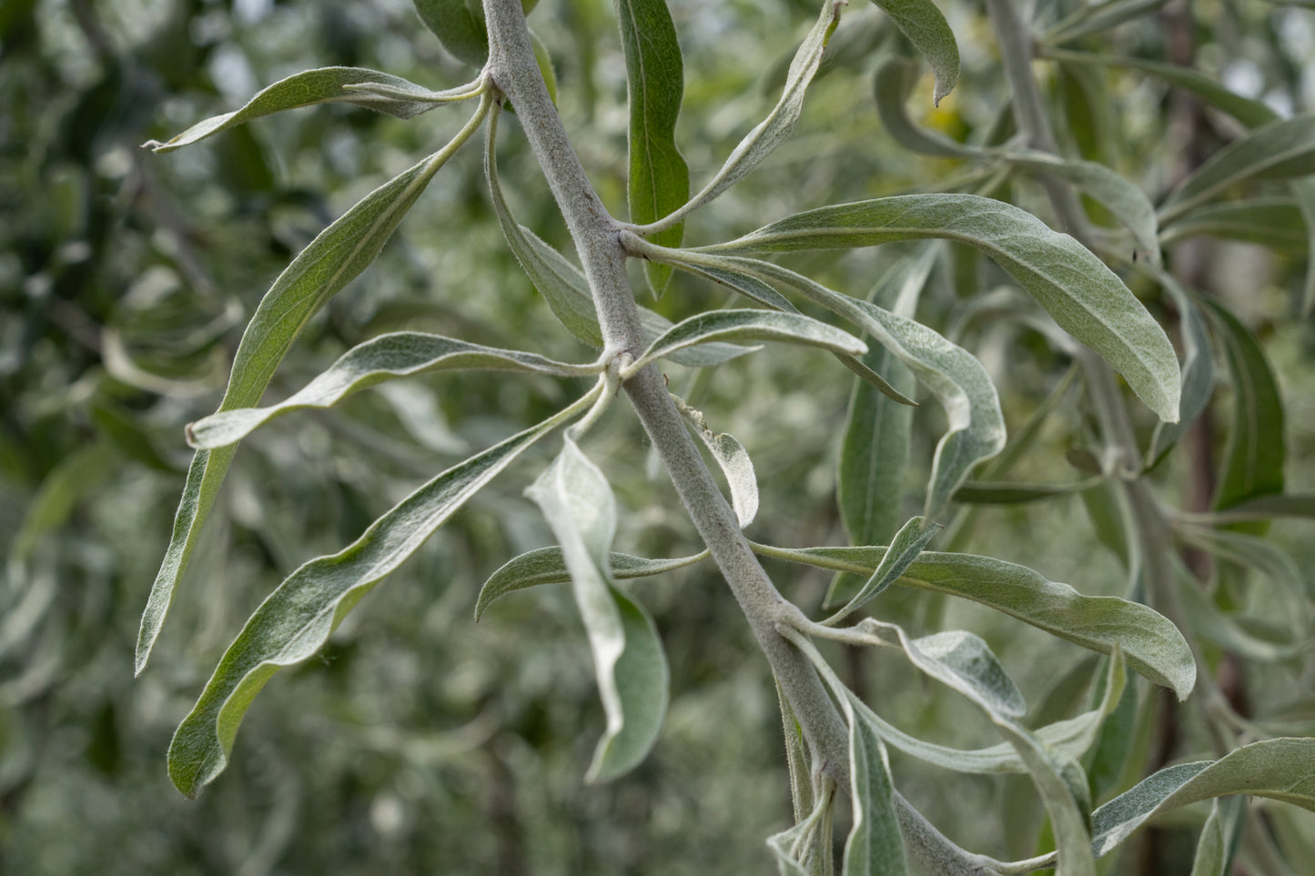 Treursierpeer | Pyrus salicifolia 'Pendula'