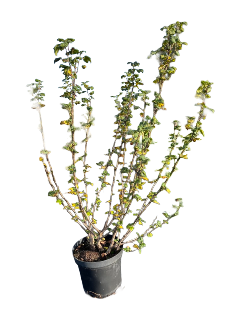 Ribes sanguineum 'King Edward VII'