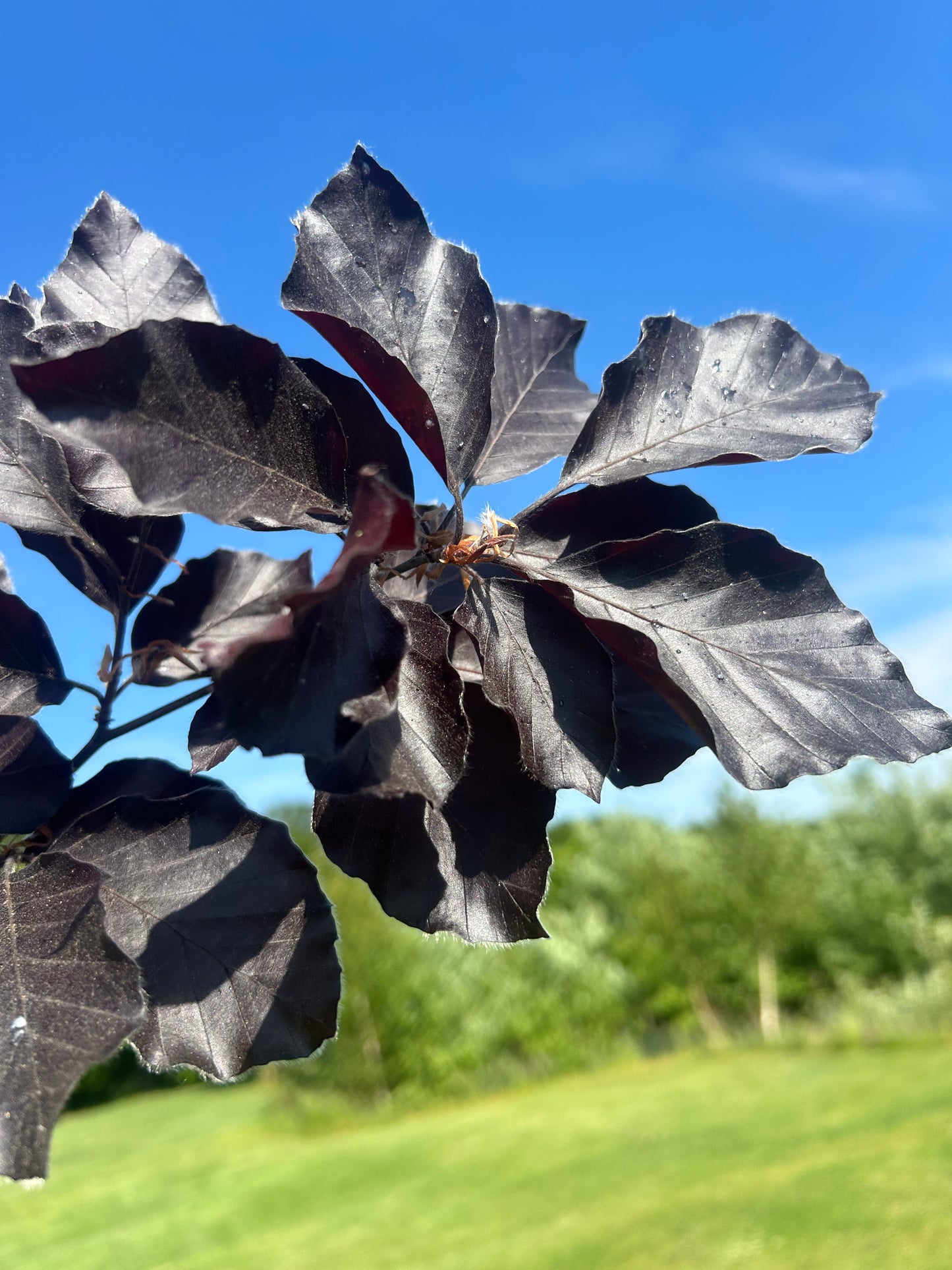 Rode Zuilbeuk | Fagus syl. 'Dawyck Purple'