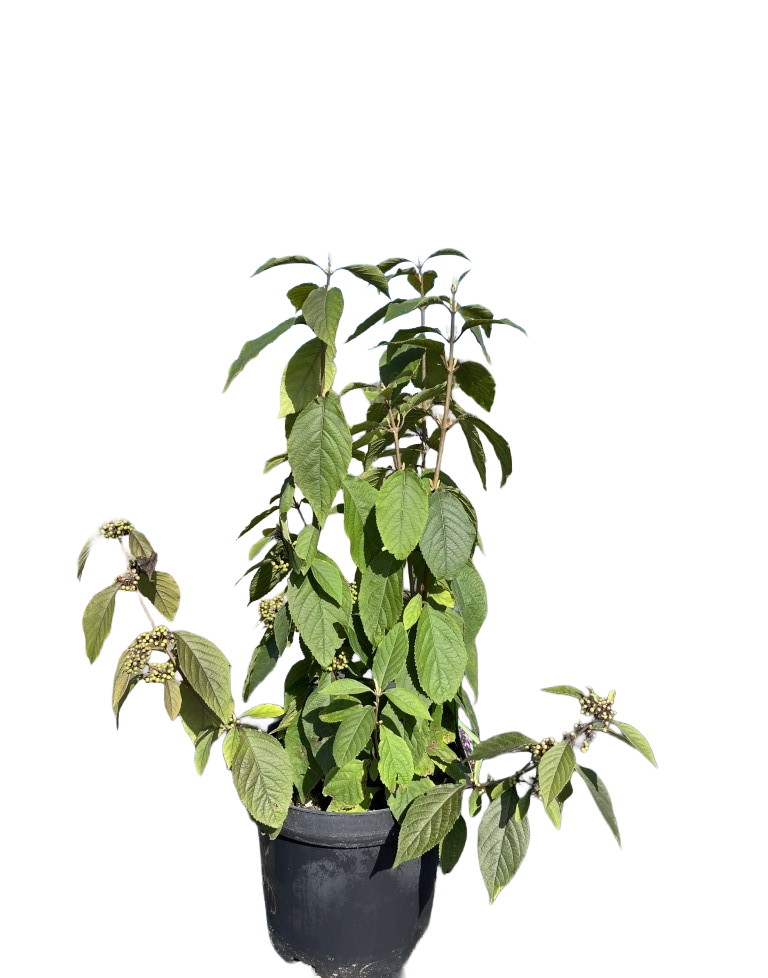 Schoonvrucht | Callicarpa bodinieri 'Profusion'