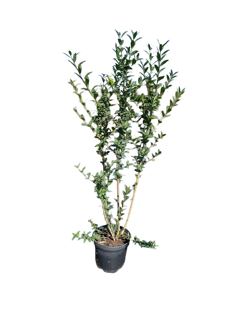 Sneeuwbal | Viburnum bodnantense 'Dawn'