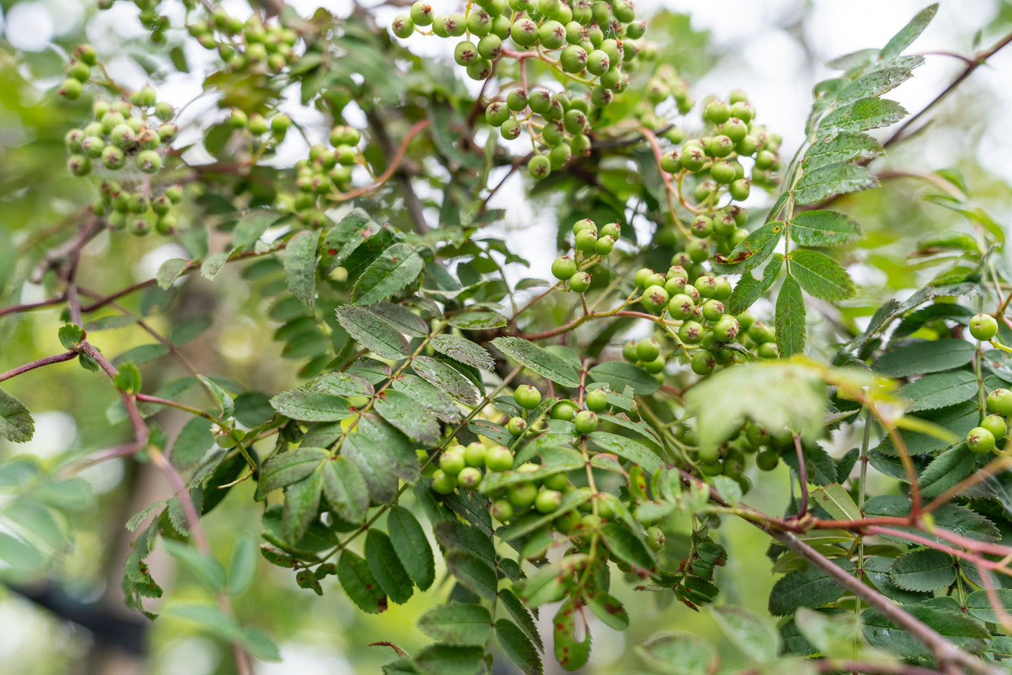 Lijsterbes 'White Wax' | Sorbus arn. 'White Wax'