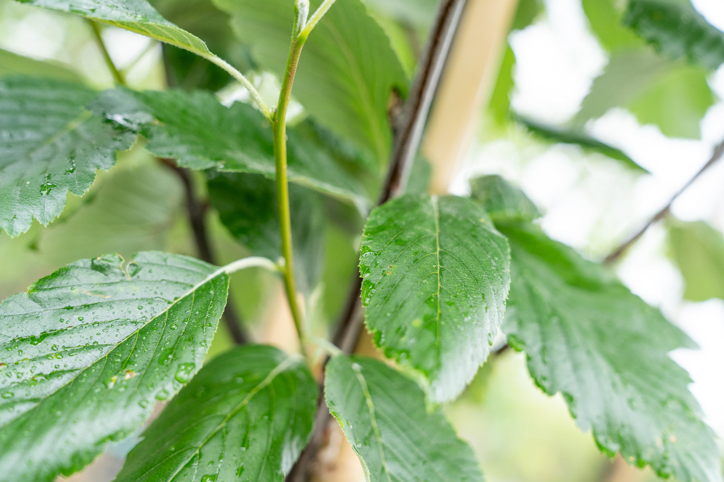 Lijsterbes 'Henk Vink' | Sorbus latifolia 'Henk Vink'