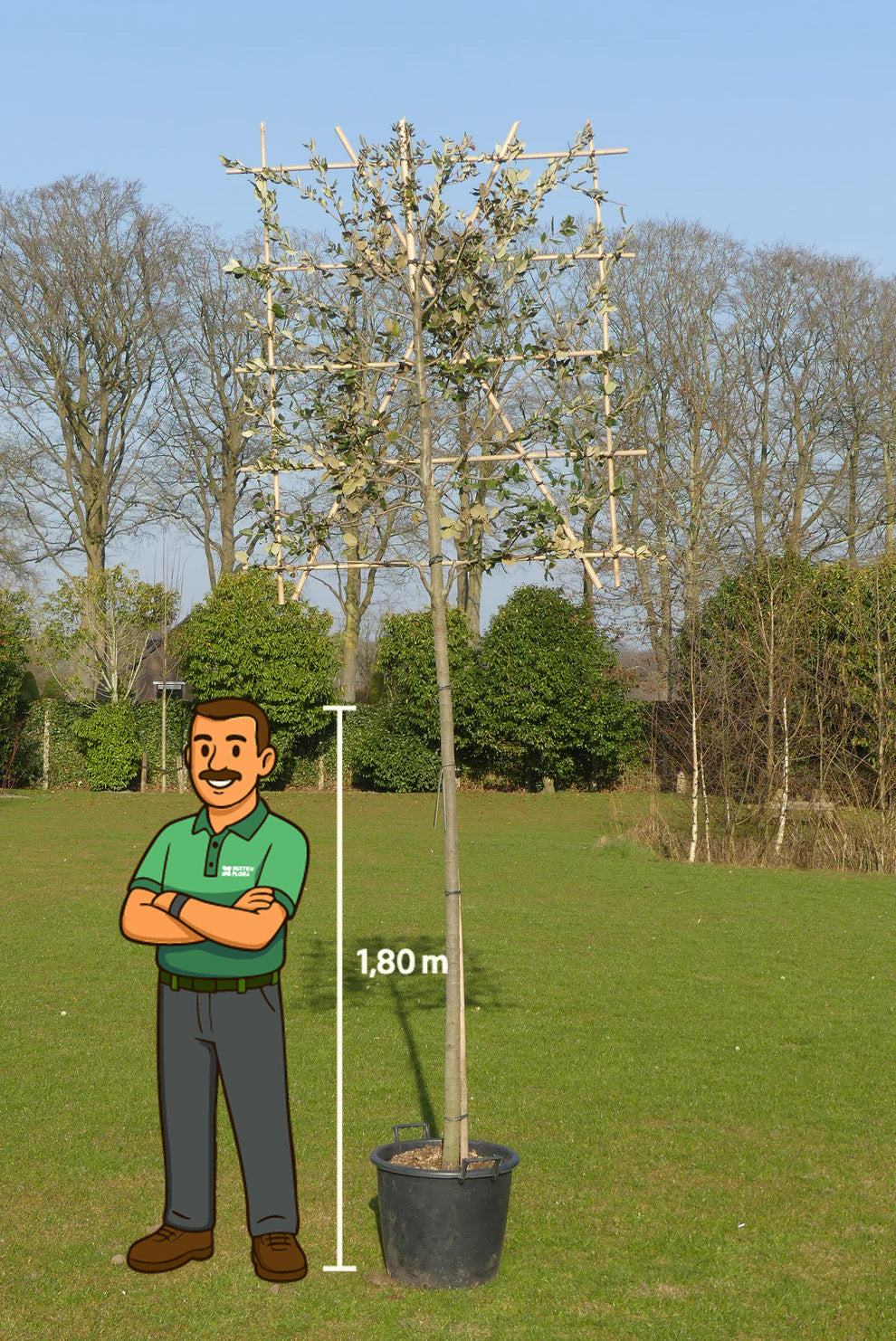 Steeneik leiboom | Quercus ilex