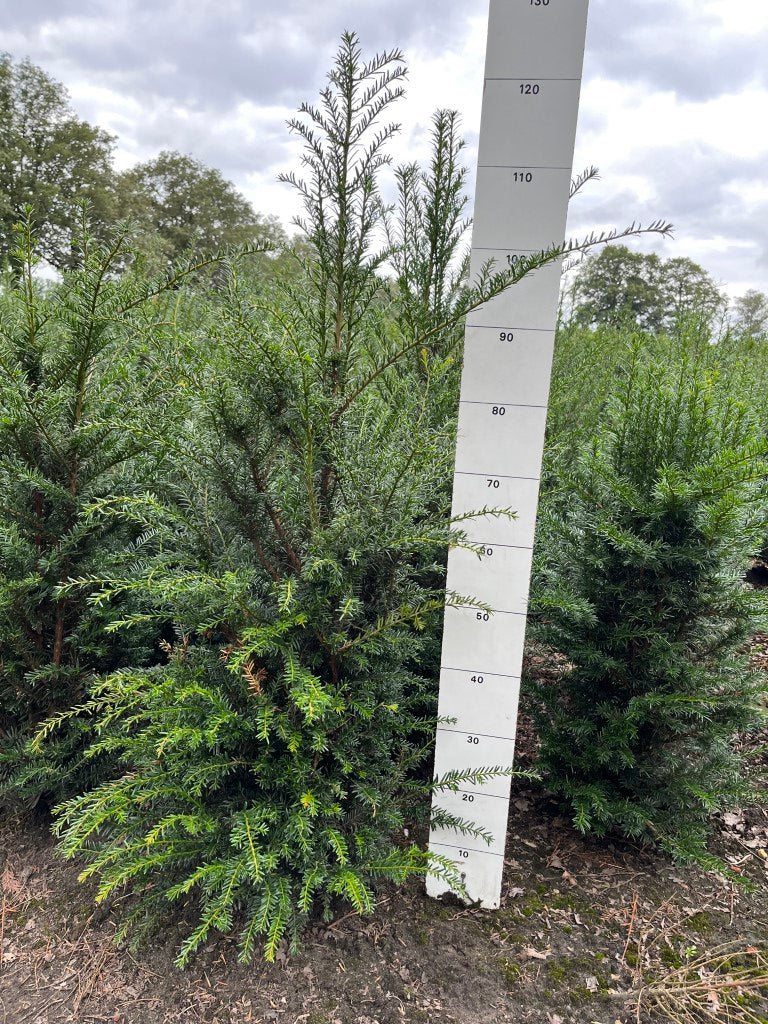 Taxushaag | Taxus baccata