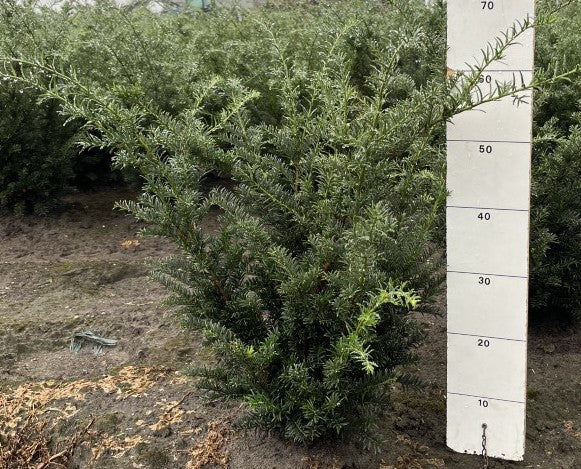 Taxus baccata 'Höpken's Gigant'