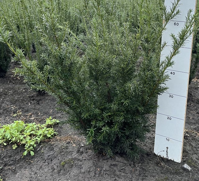 Taxus media 'Groenland' | Venijnboom