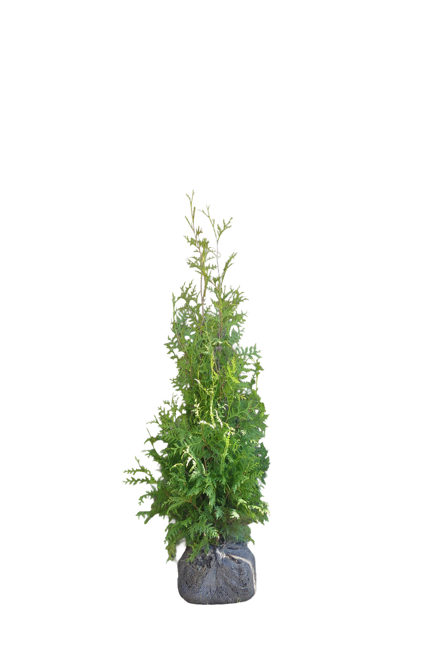 Conifeerhaag | Thuja occidentalis 'Brabant'