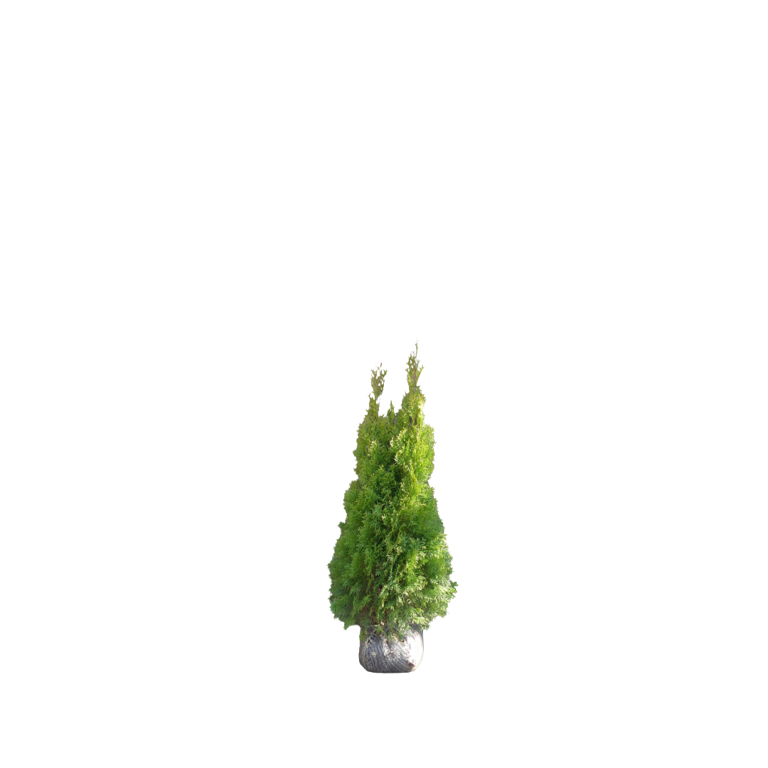 Levensboom | Thuja occidentalis 'Golden Smaragd'