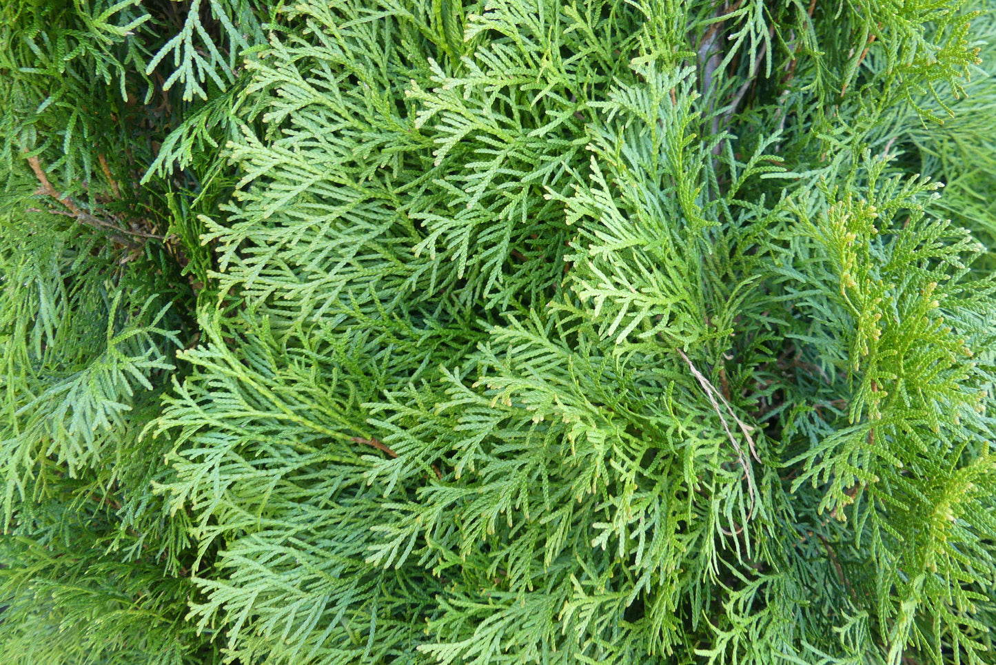 Westerse levensboom | Thuja occidentalis 'Smaragd'