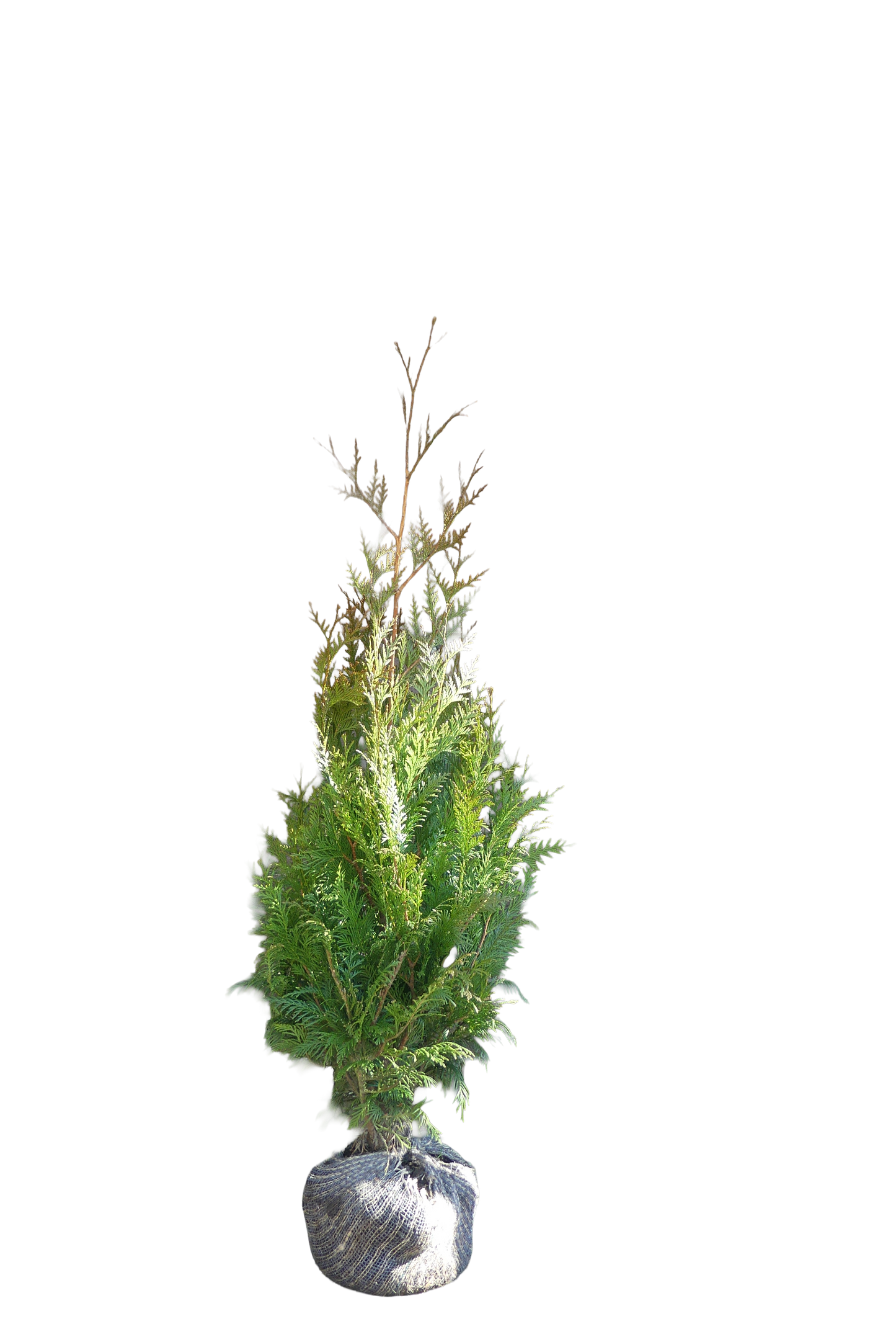 Thuja plicata 'Martin' | Reuze Levensboom
