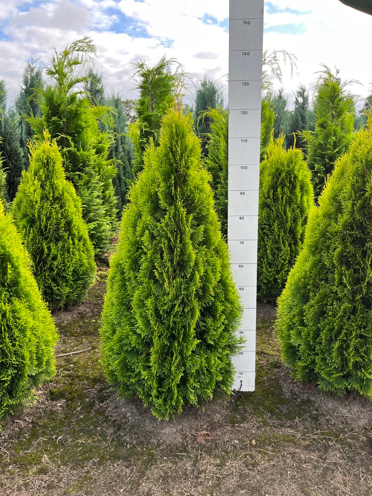 Levensboom | Thuja occidentalis 'Golden Smaragd'