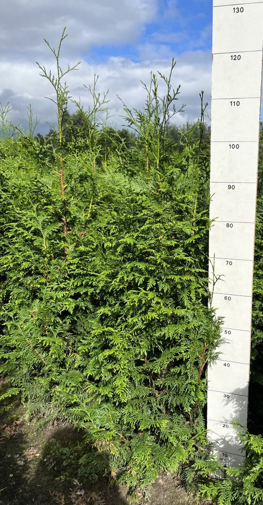 Conifeerhaag | Thuja plicata 'Gelderland'