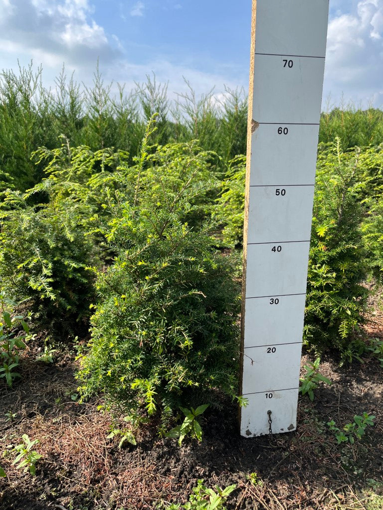 Westelijke hemlockspar | Tsuga heterophylla