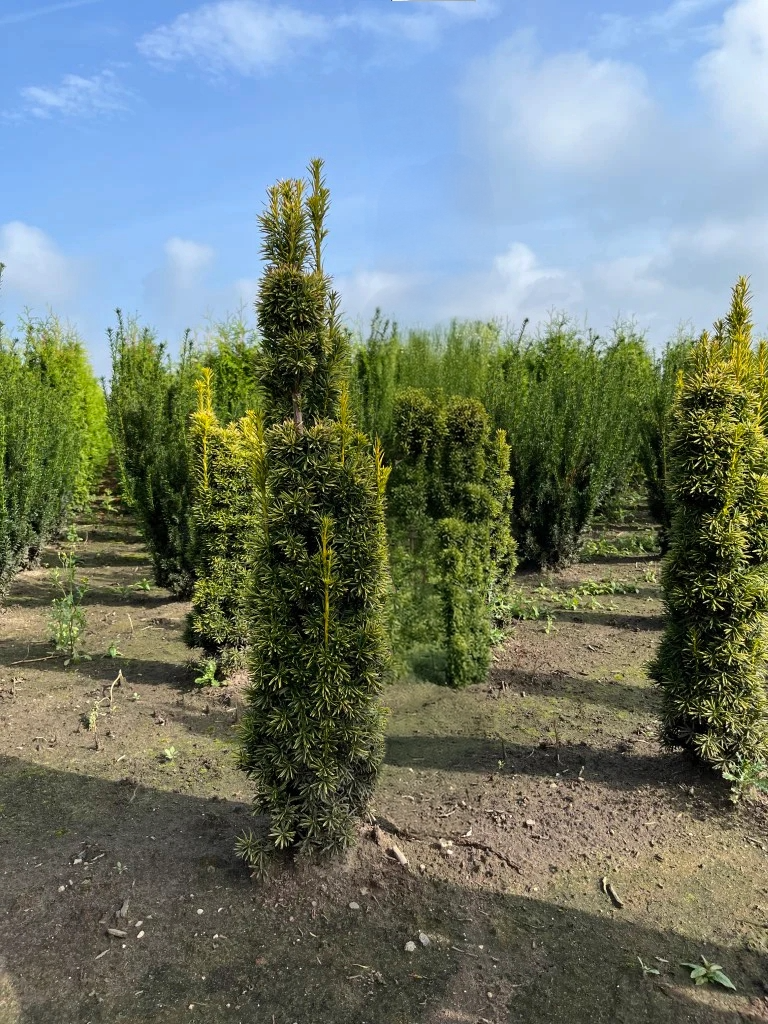 Venijnboom | Taxus baccata 'David'