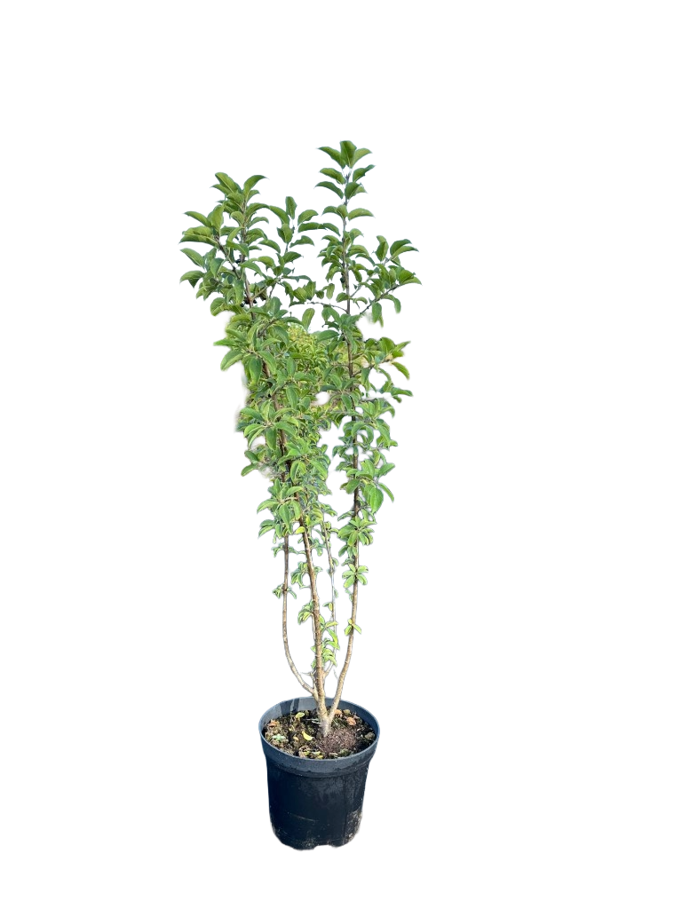 Wegedoorn | Rhamnus cathartica