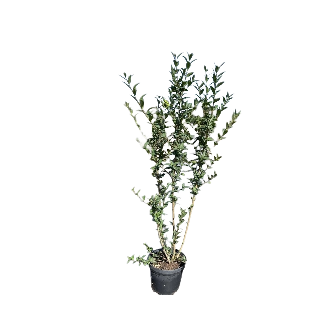 Wilde Liguster | Ligustrum vulgare
