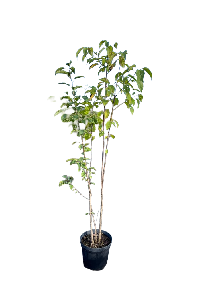 Zoete Kers | Prunus avium